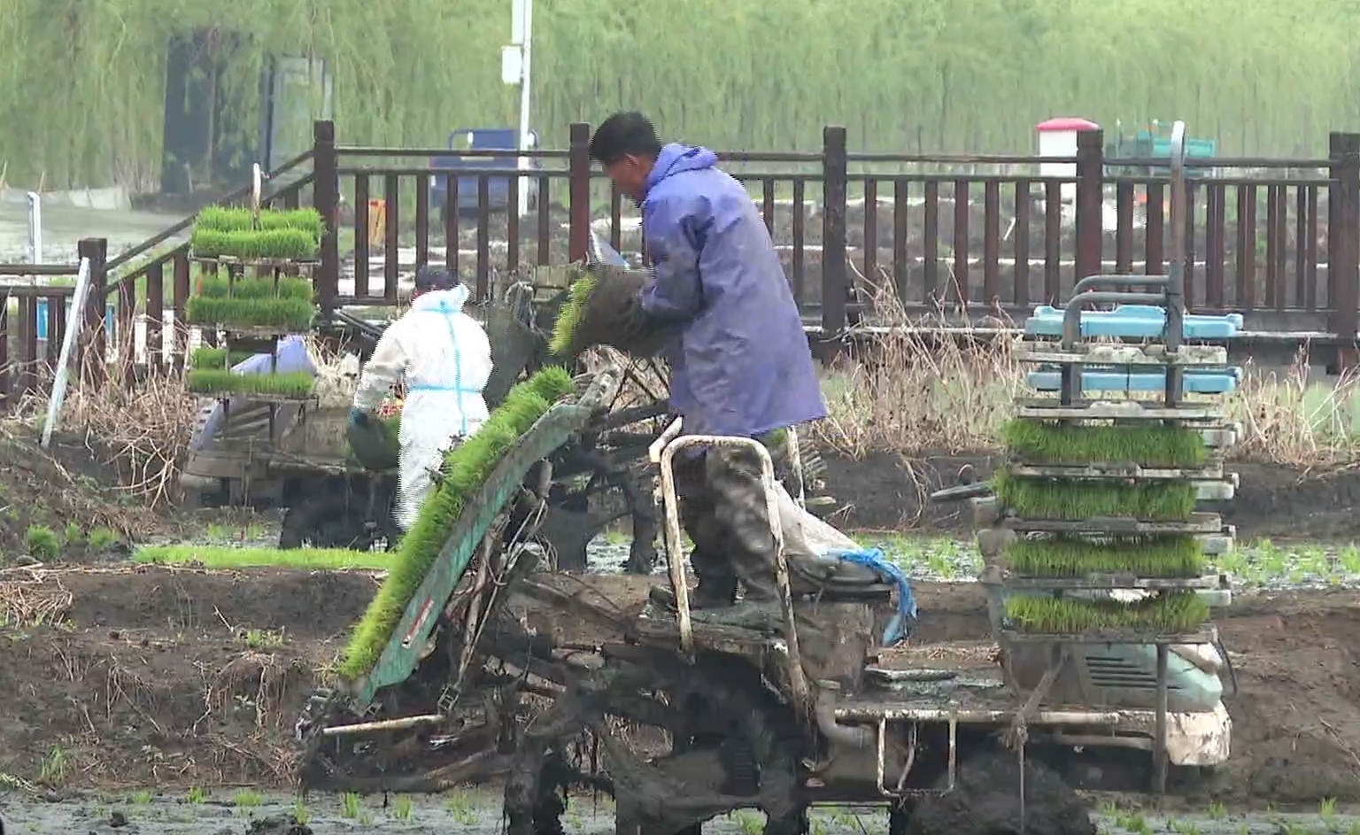 德惠市：岔路口镇万亩水田织就绿色希望