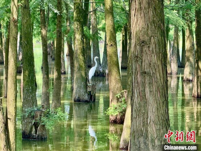 生态美景如画 夏日鄱阳湖畔候鸟蹁跹（图）