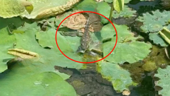 温州一天然泳池出现鳄鱼，2次诱捕未成功
