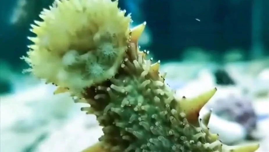 没有消化器官也能进食？