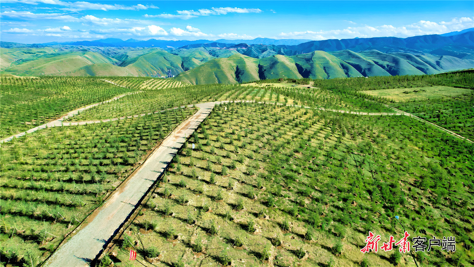 生态综合修复项目让古浪县城东西两山披绿装　新甘肃·甘肃日报记者　金奉乾　摄