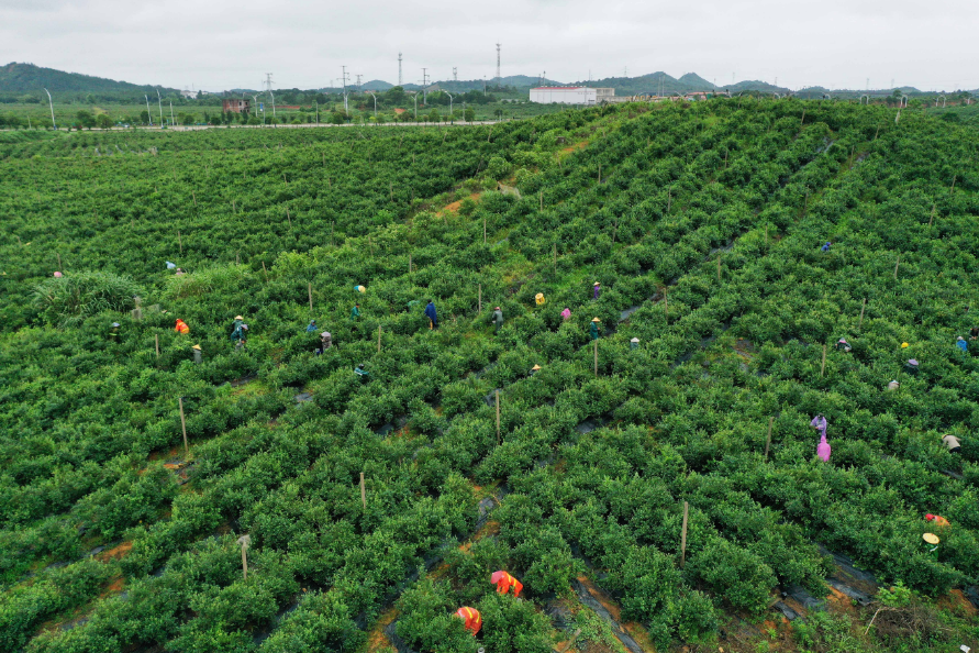 江西东乡：蓝莓采摘 就业增收