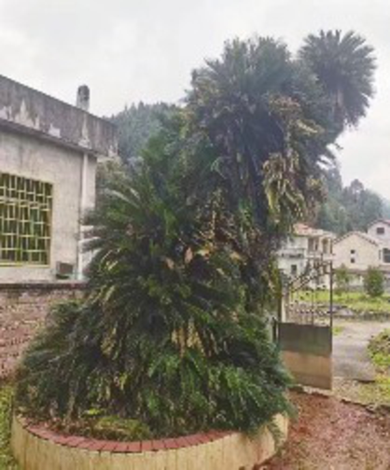 泰和苏铁。 韩玉群 摄