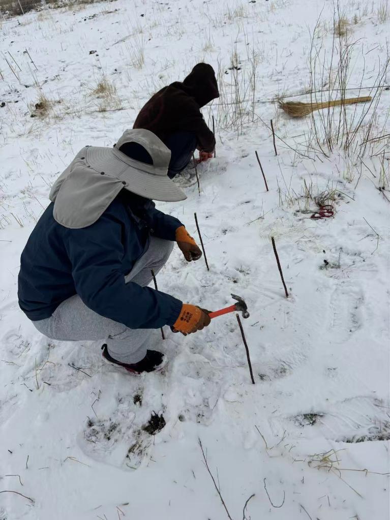 2025年4月，实验团队在青藏高原东部设置长久观测的样方框。（受访者供图）
