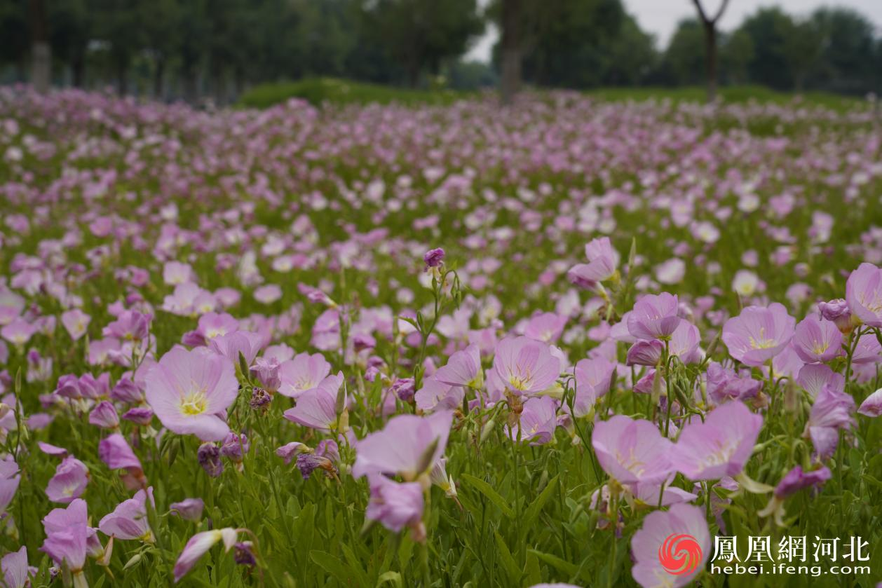 滹沱河畔花海