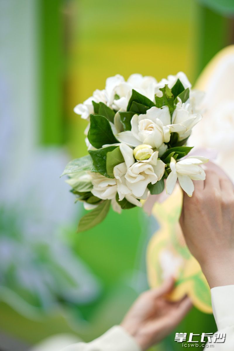 栀子花香飘星城。