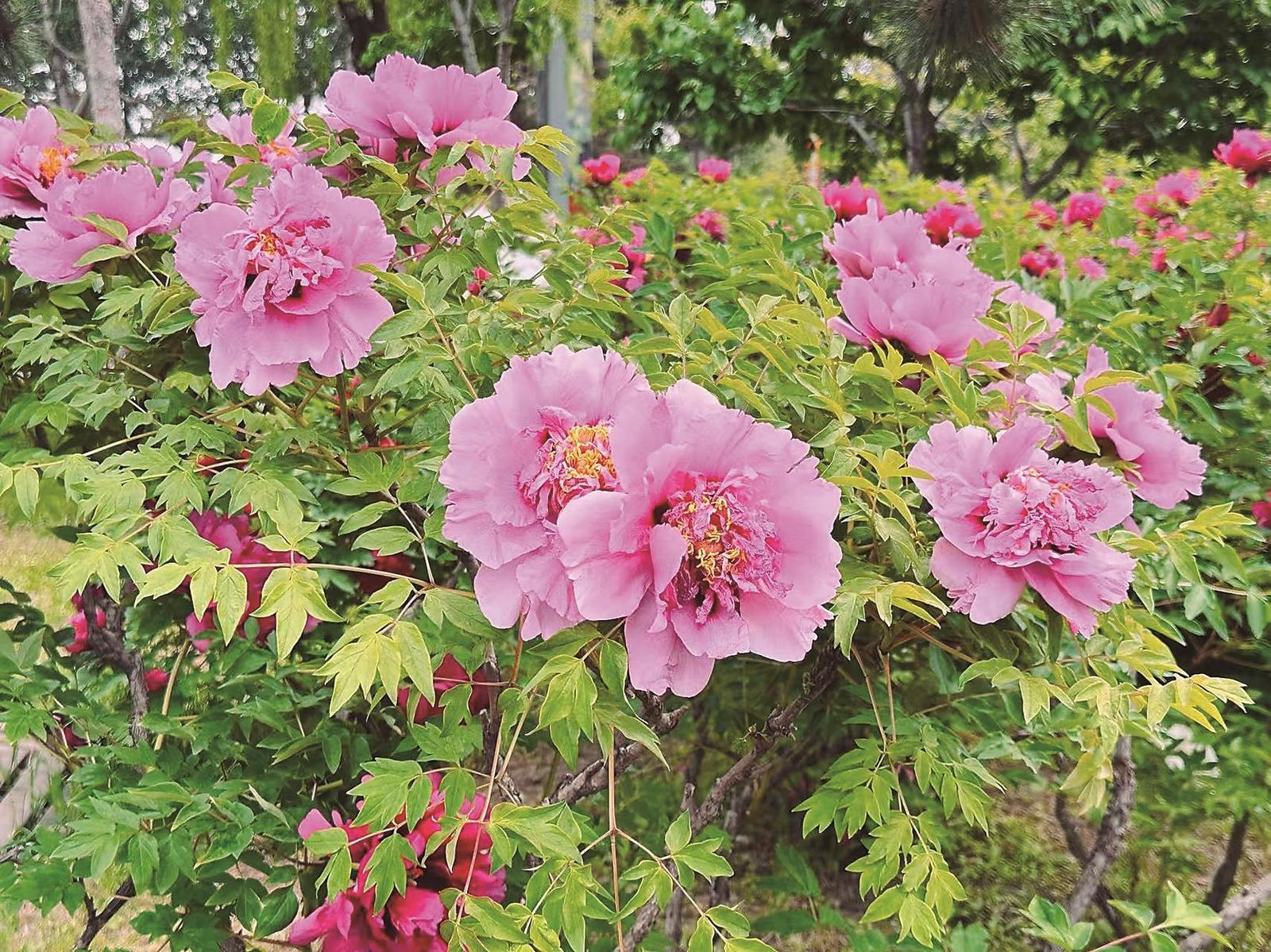 5月中下旬,长春市牡丹园里牡丹花盛开,“国色天香”的盛景吸引了大量游客前往观赏打卡。 本报记者 吴茗 摄
