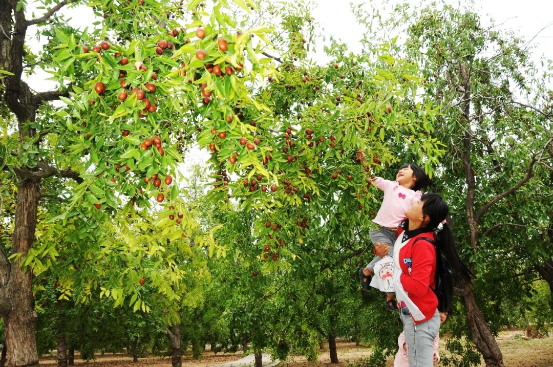 （图源：“文旅乐陵”微信公众号）