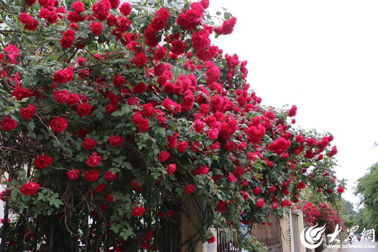 菏泽初夏的味道，都藏在这里