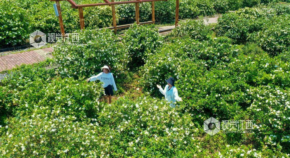 5月21日，在共青城市江益镇跃进村陌上花开栀子园，大片栀子花竞相绽放，吸引游客前来赏景。 通讯员 潘成摄