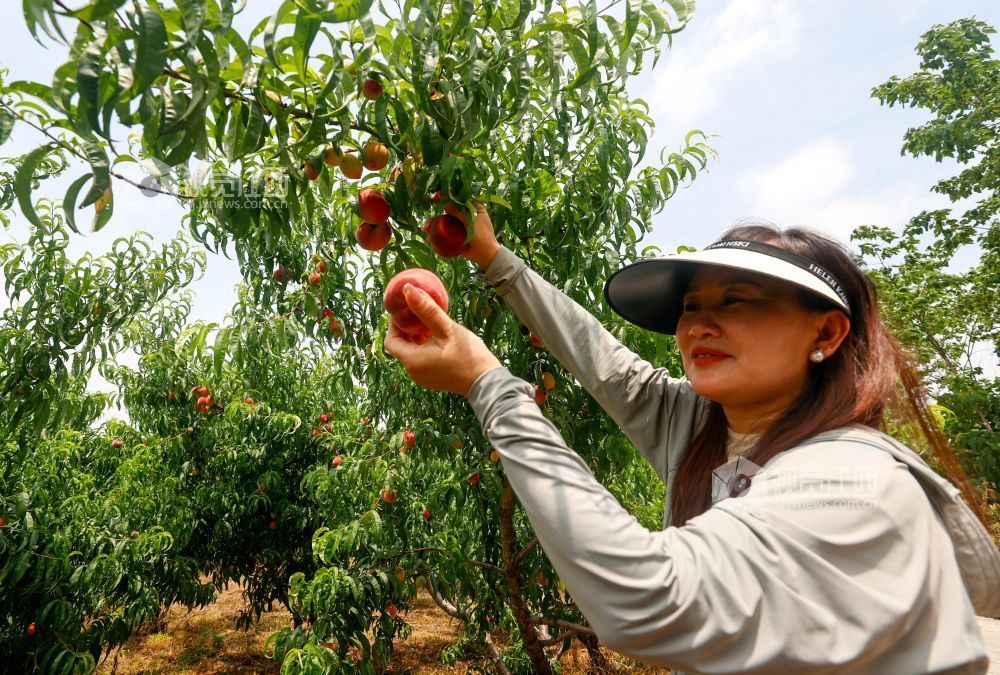 5月20日，湖口县马影镇柯观村水蜜桃种植基地，游客正在采摘成熟的油桃。 通讯员 郑飞华摄