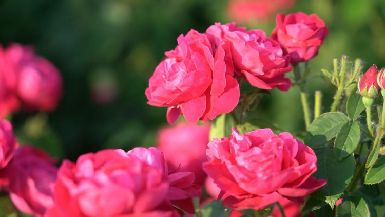 菏泽初夏的味道，都藏在这里