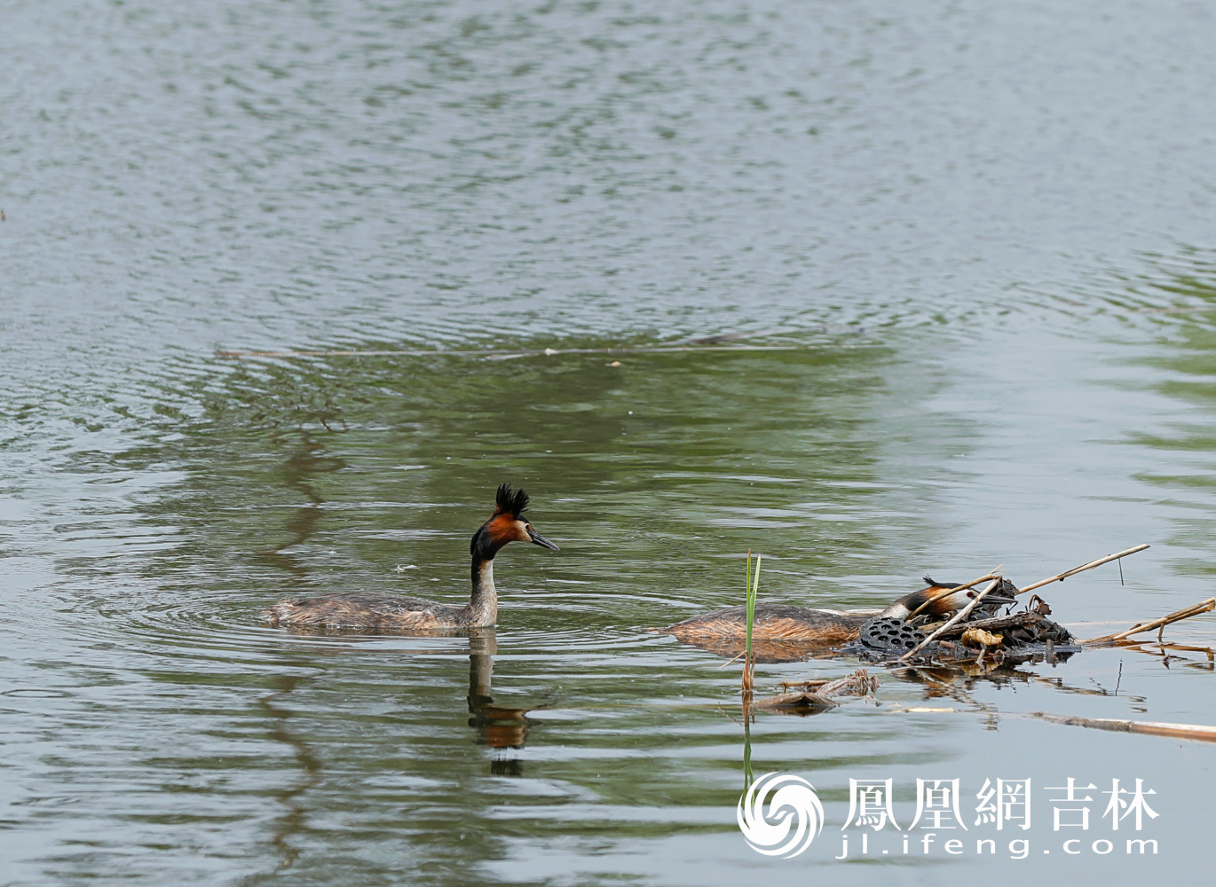 图集|围观长春南溪湿地凤头鸊鷉育雏