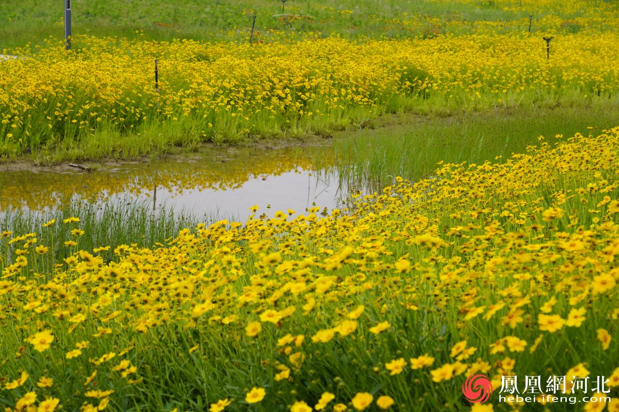 滹沱河畔花海