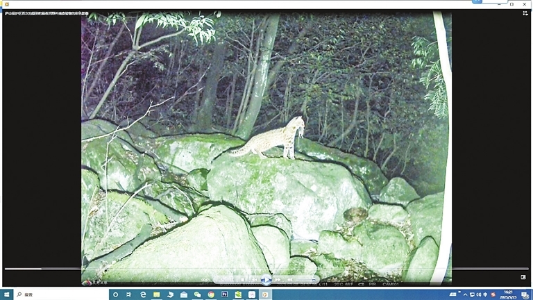 红外相机拍摄到的豹猫。（视频截图）