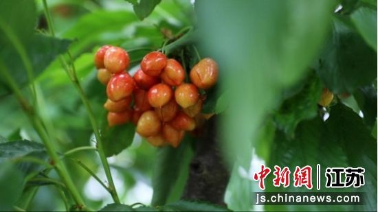 即将成熟的果品。火剑 摄 
