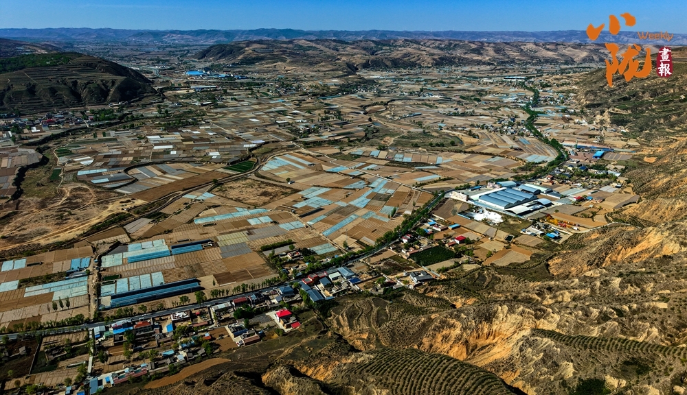 定西,定西宽粉 定西,定西宽粉