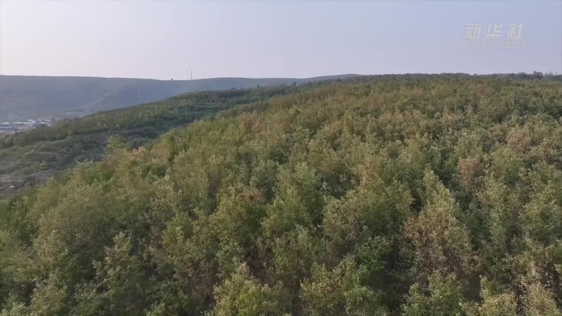 河南汝阳：艾草香溢振兴路