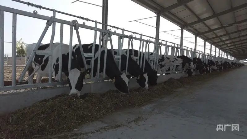 张掖市农发集团的牧光互补项目 央广网记者 邸文炯/摄