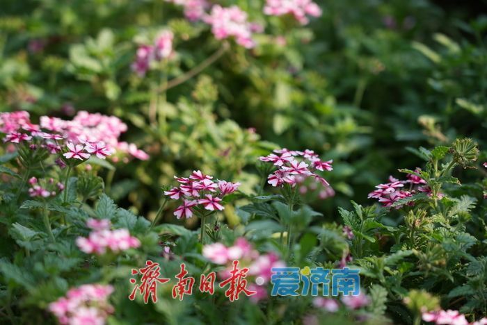 一年四季 泉在济南丨济南同心公园亮相，露营草坪解锁都市自然体验