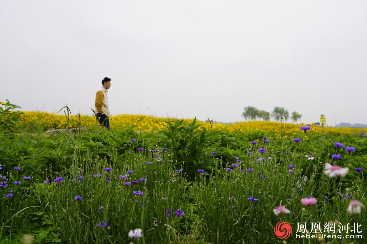 滹沱河旁市民散步场景