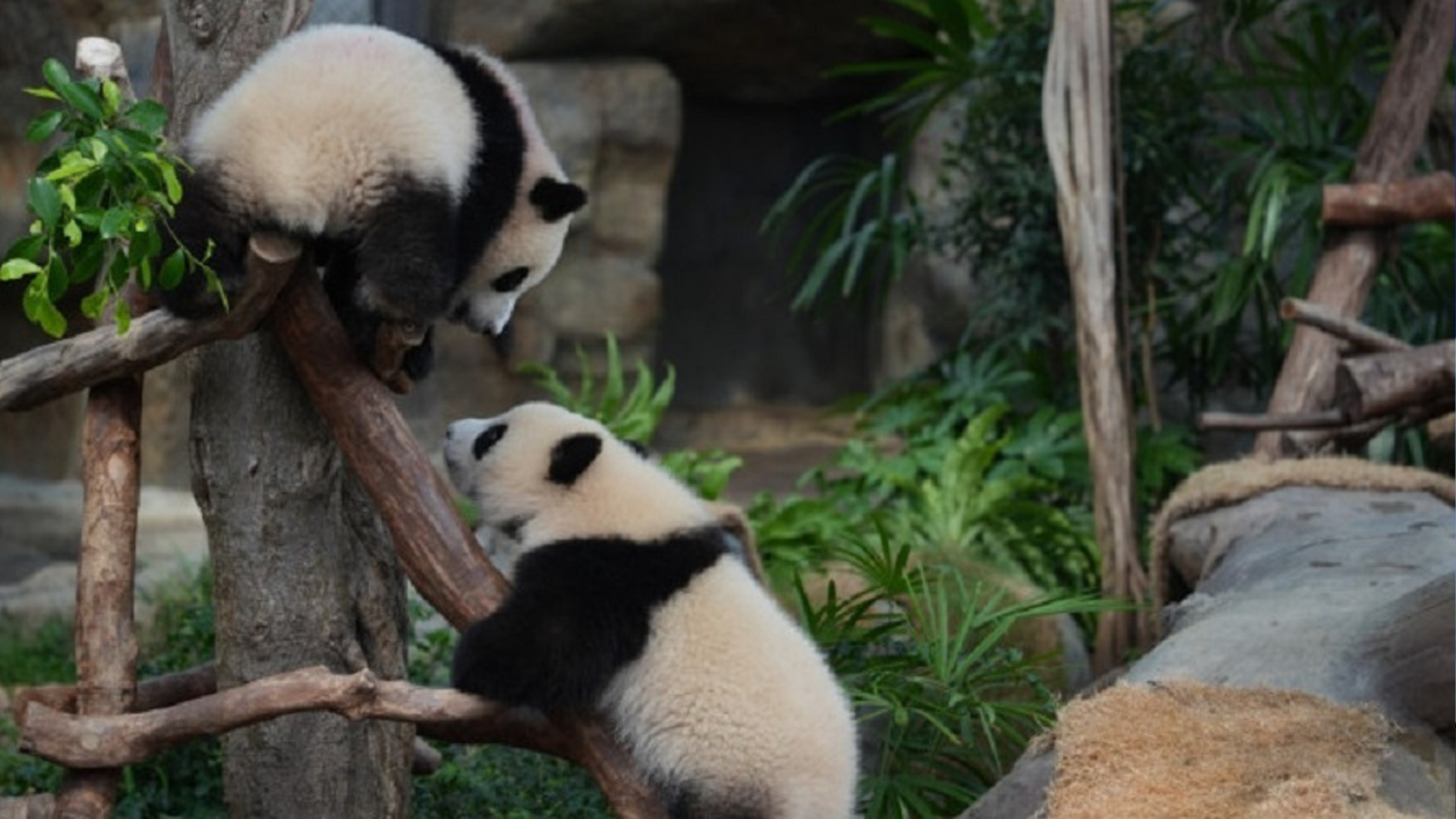 “加加”和“得得”！港产大熊猫正式命名