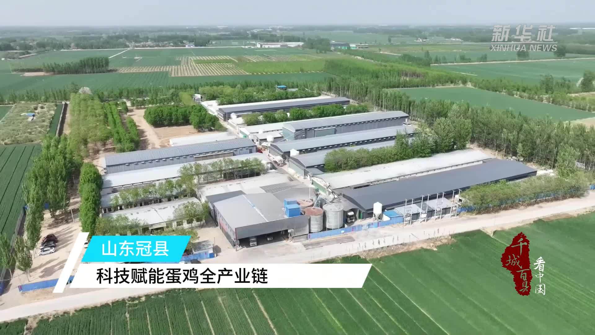 千城百县看中国｜山东冠县：科技赋能蛋鸡全产业链