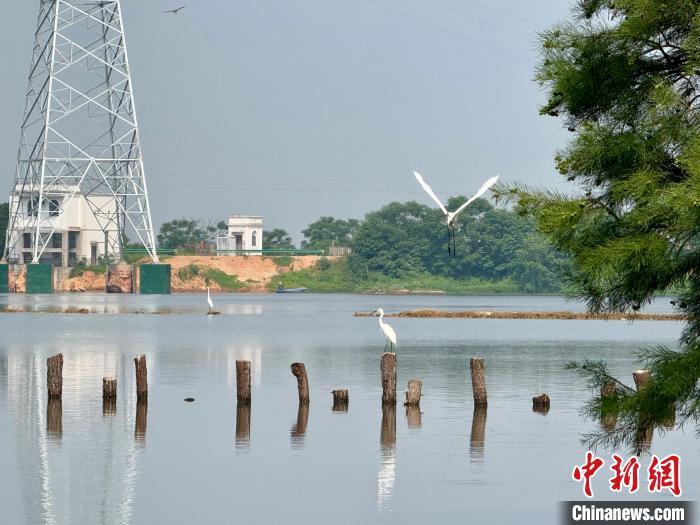 图为在位于江西省南昌市南昌县塔城乡的水岚洲半岛上，白鹭正在觅食。卢梦梦 摄