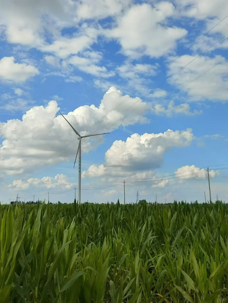 菏泽初夏的味道，都藏在这里
