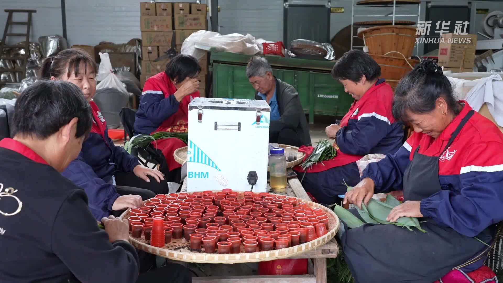 安徽祁门：粽茶飘香迎端午