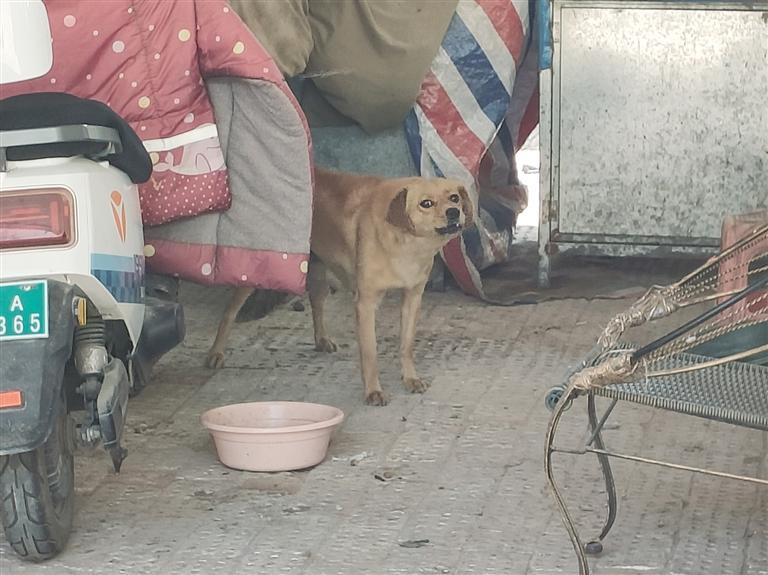 看到记者拍照，流浪狗狂吠不止。