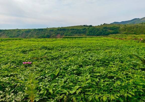 独活产量占全国半壁江山　华亭解锁"千年药乡"富民密码