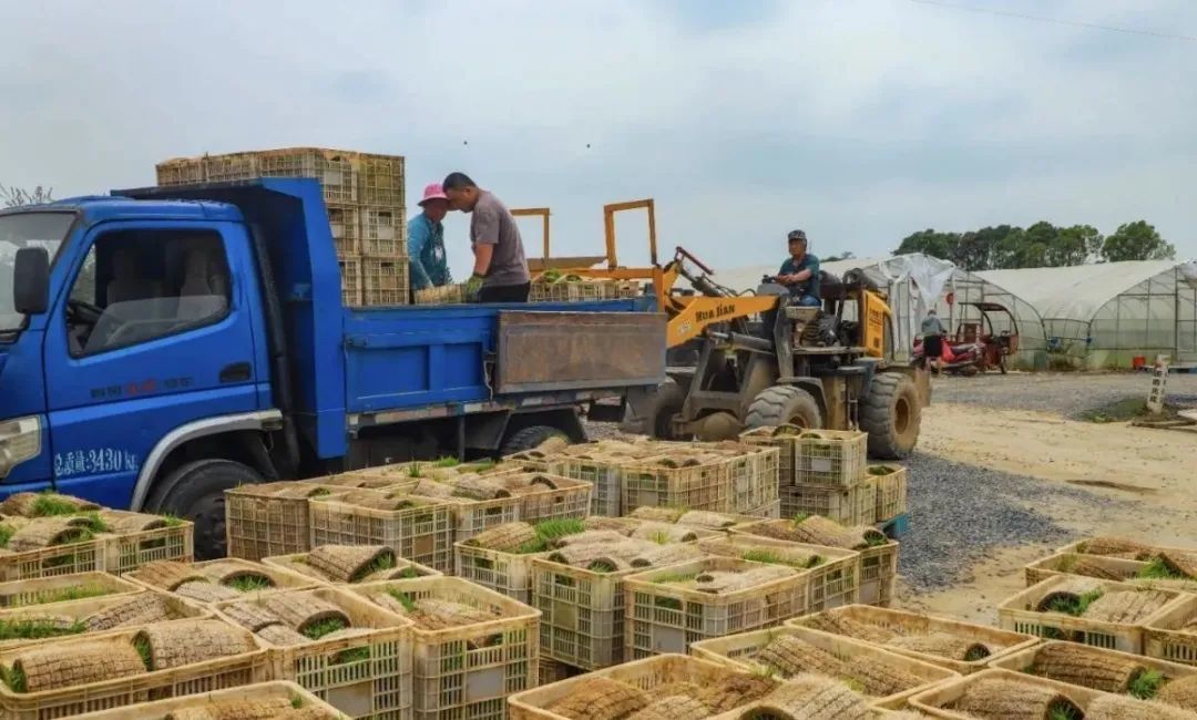 湖口水稻科技小院