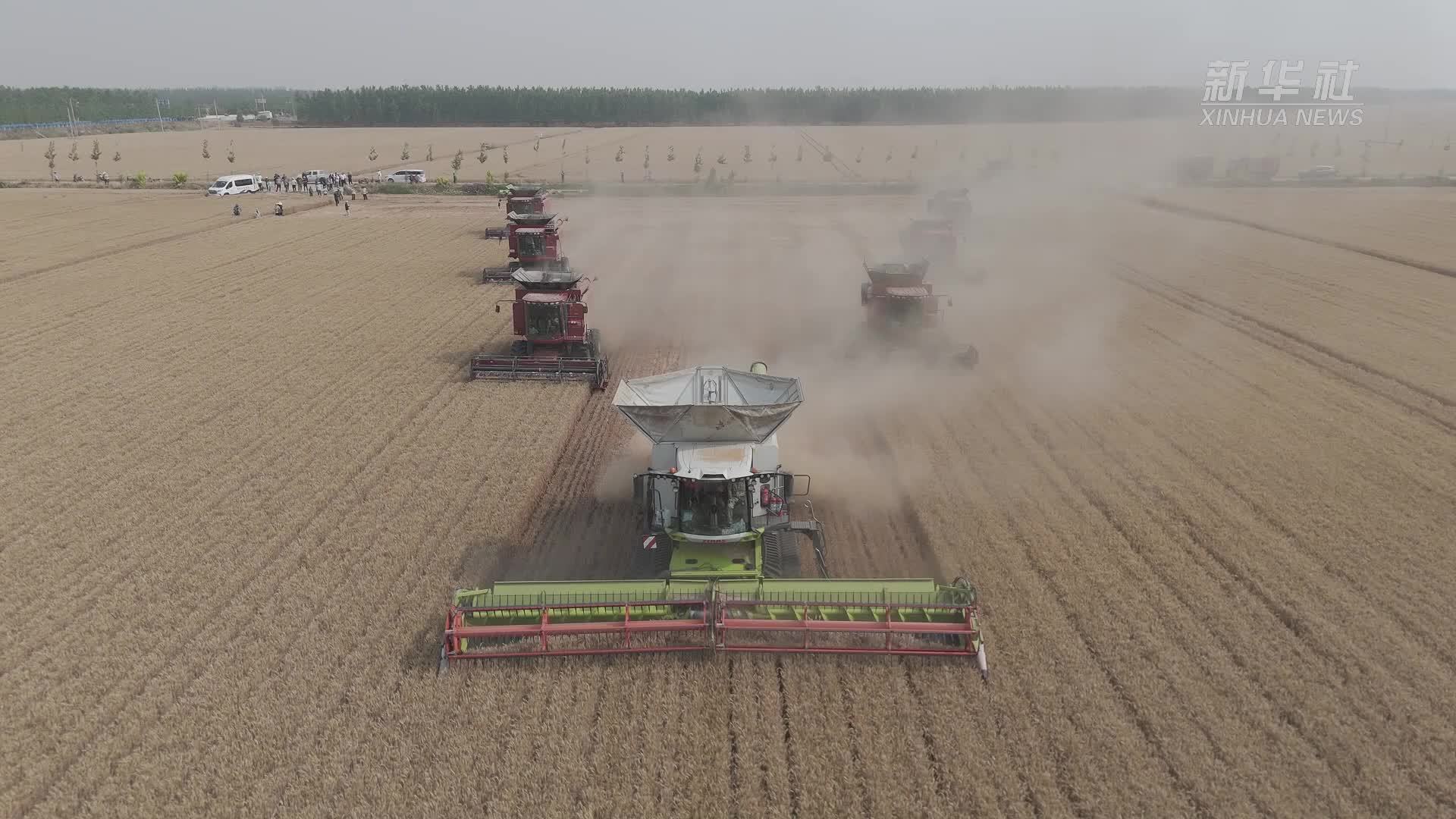 新华全媒+｜“中原粮仓”抢收进行时
