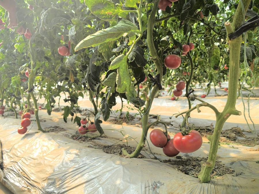 29日，位于济南市长清区的国家农作物品种展示评价基地中，口感番茄品种“品番20311”长势喜人。新华社记者 叶婧 摄