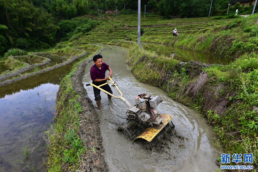近日，江西省宜春市萬載縣白水鄉老山村高山梯田陸續進入忙碌的耕作期。新華網發 鄧龍華 攝