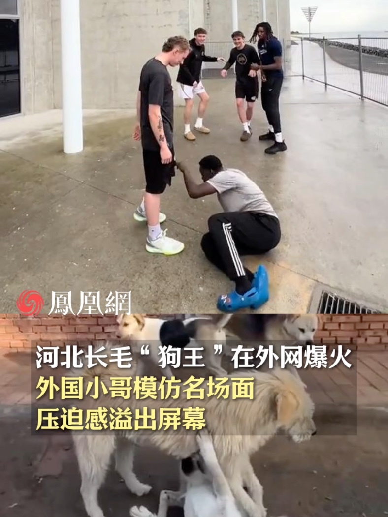 河北长毛“狗王”在外网爆火，外国小哥模仿名场面，压迫感溢出屏幕 #下司犬  #长毛狗  #狗狗  #宠物  #国际