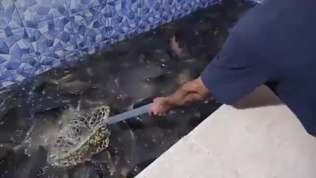 伊拉克的柴火烤鱼，一天卖出500条，杀鱼的手法与刀工是一绝