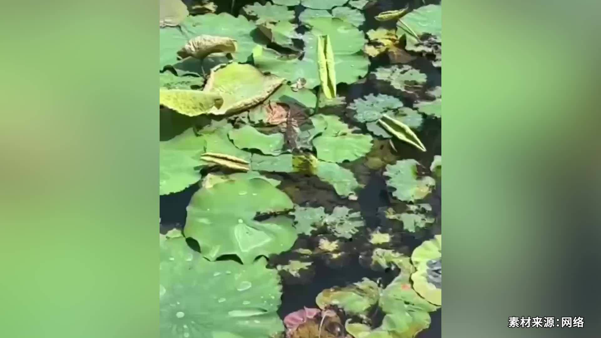 温州一天然泳池疑发现鳄鱼，官方：已派人巡查，尚未发现视频中的生物