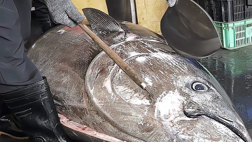 宰杀800斤蓝鳍金枪鱼，专业刀手杀鱼切割成鱼块，这要怎么吃？