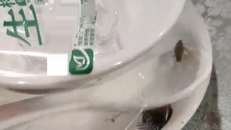 网友称未拆封一次性餐具内有蟑螂乱爬，生产厂家回应