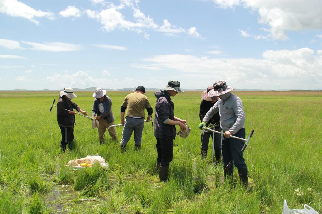 2022年8月，实验团队在青藏高原东部高寒沼泽湿地进行土壤采样。（受访者供图）