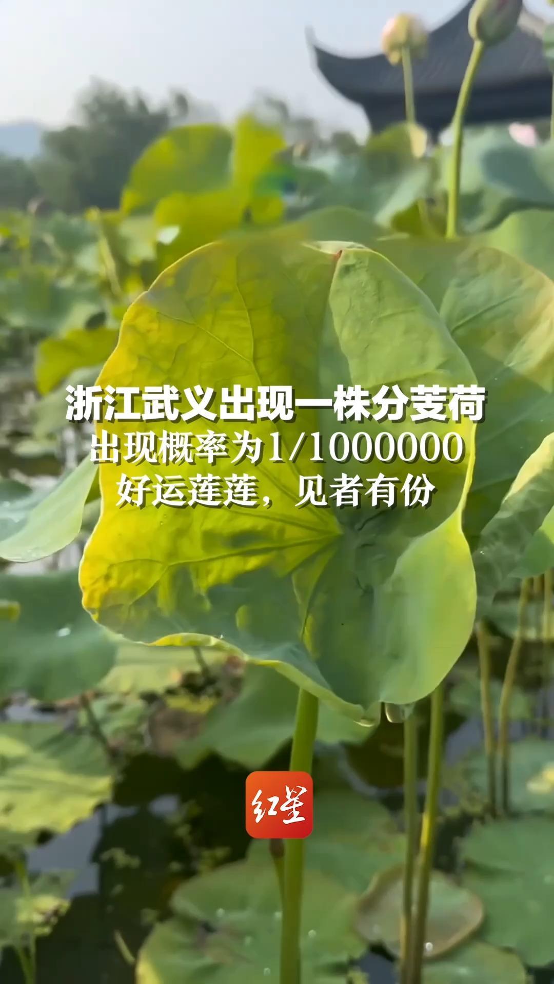 浙江武义出现一株分芰荷,出现概率为1/1000000,好运莲莲,见者有份_凤凰网视频_凤凰网