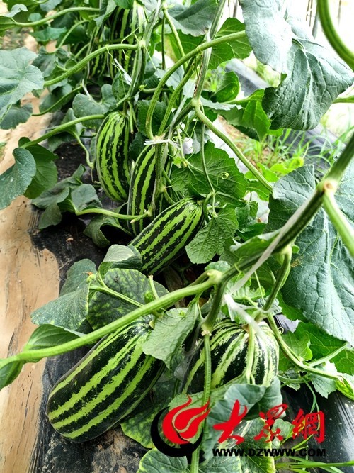 菏泽初夏的味道，都藏在这里