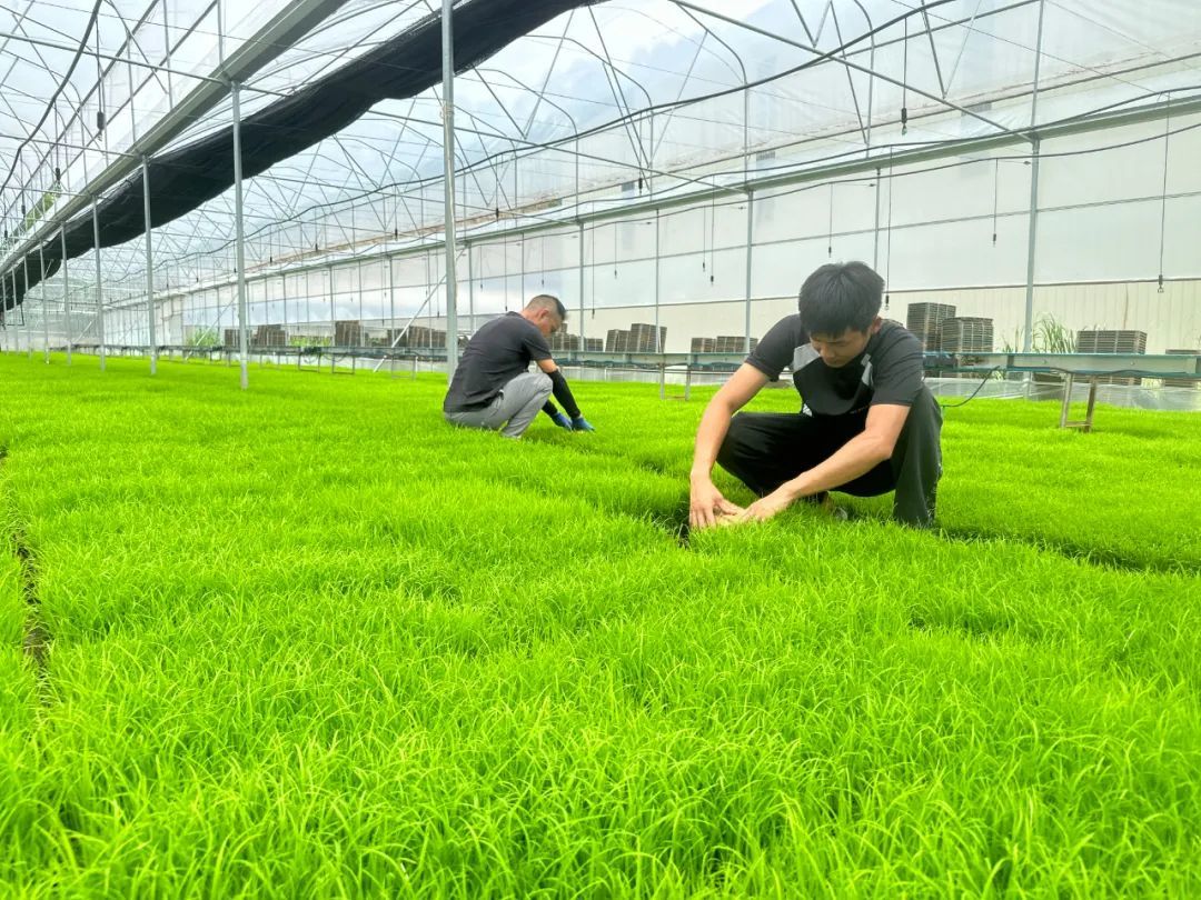 江门市德稻农业种植专业合作社