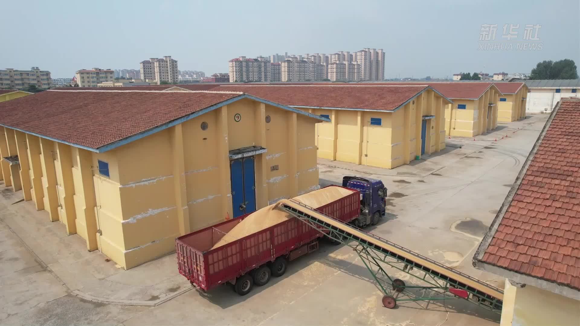 新华全媒+｜腾仓备库迎夏收 河南全力保障新粮归仓