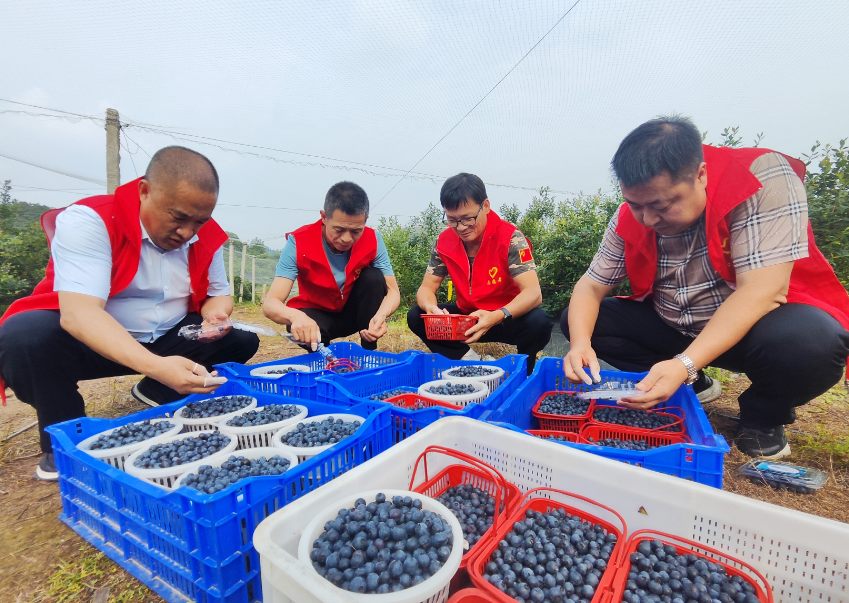 江西东乡：采摘销售蓝莓 助力乡村振兴（图）