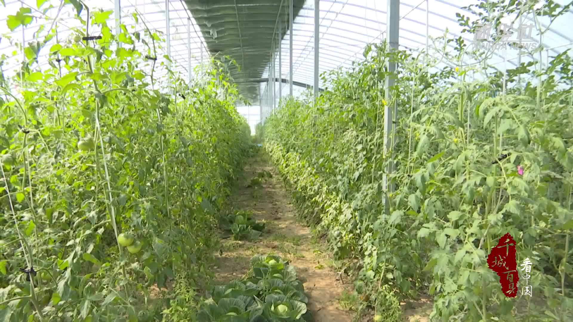 千城百县看中国｜河北香河：初夏农事忙