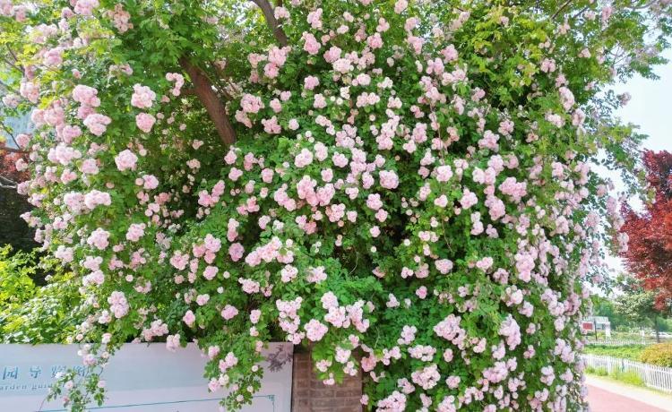 菏泽初夏的味道，都藏在这里