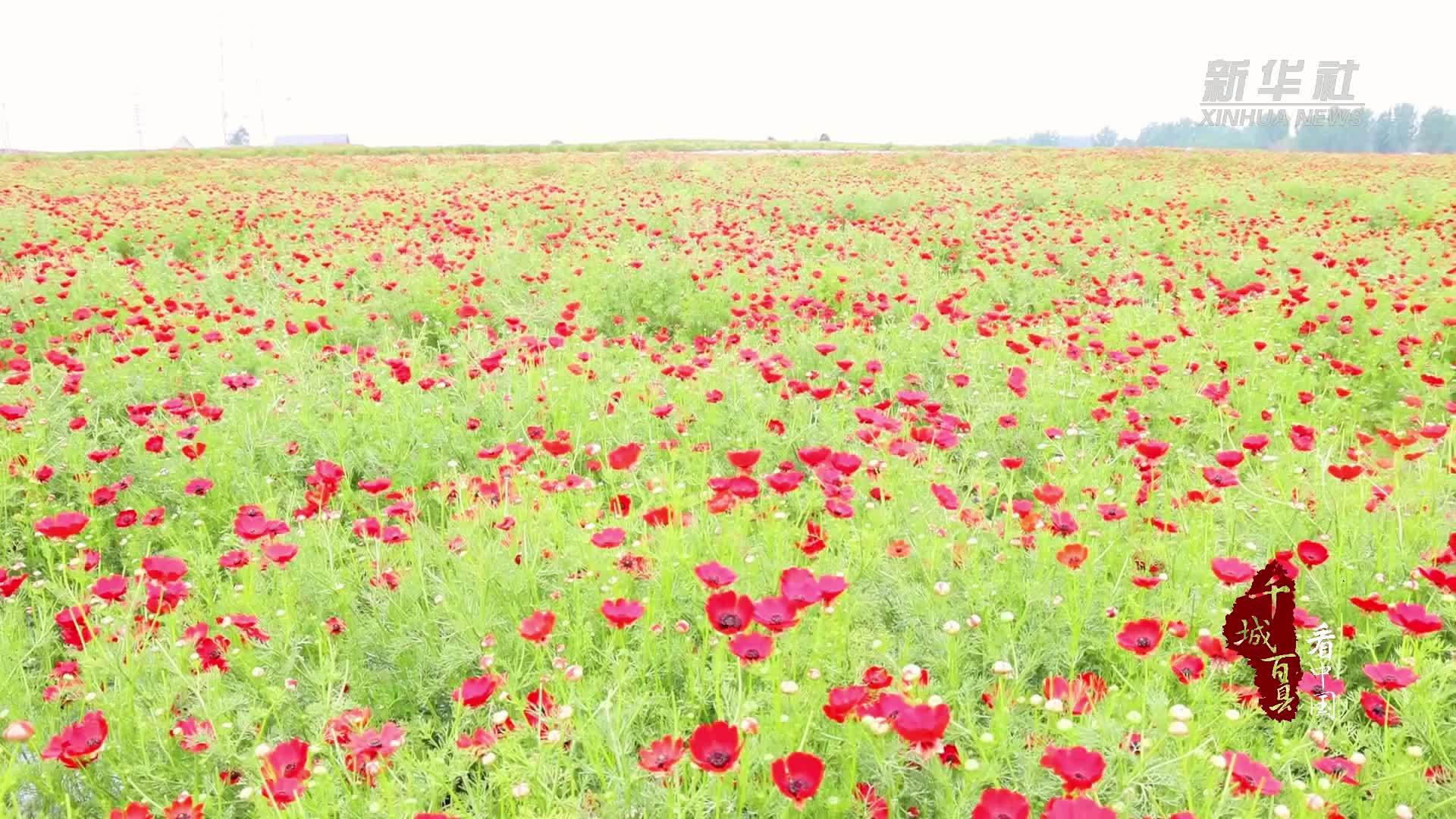 千城百县看中国｜山东沂南：朵朵小红花 映红“致富路”